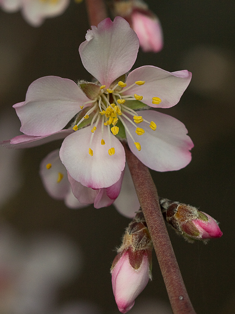 Flor del Almendro (Prunus amygdalus)