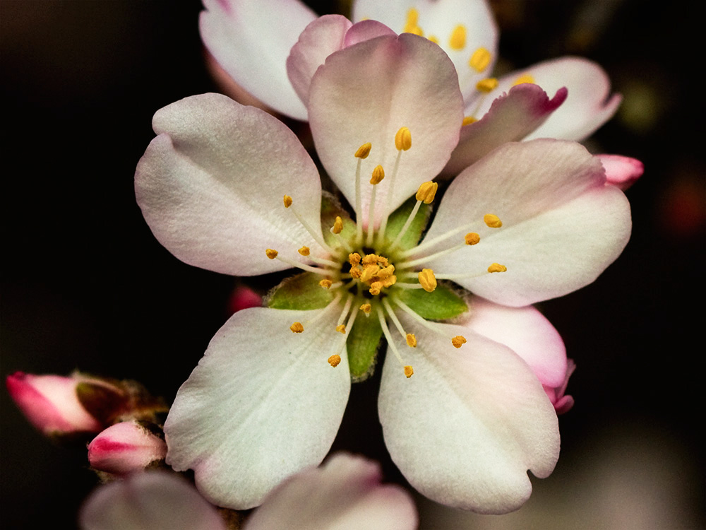 Flor del Almendro (Prunus amygdalus)