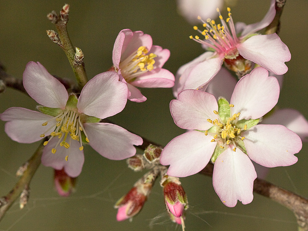 Flor del Almendro (Prunus amygdalus)