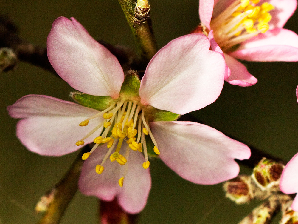 Flor del Almendro (Prunus amygdalus)