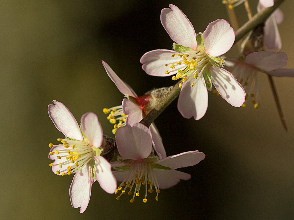 Flor del Almendro (Prunus amygdalus)