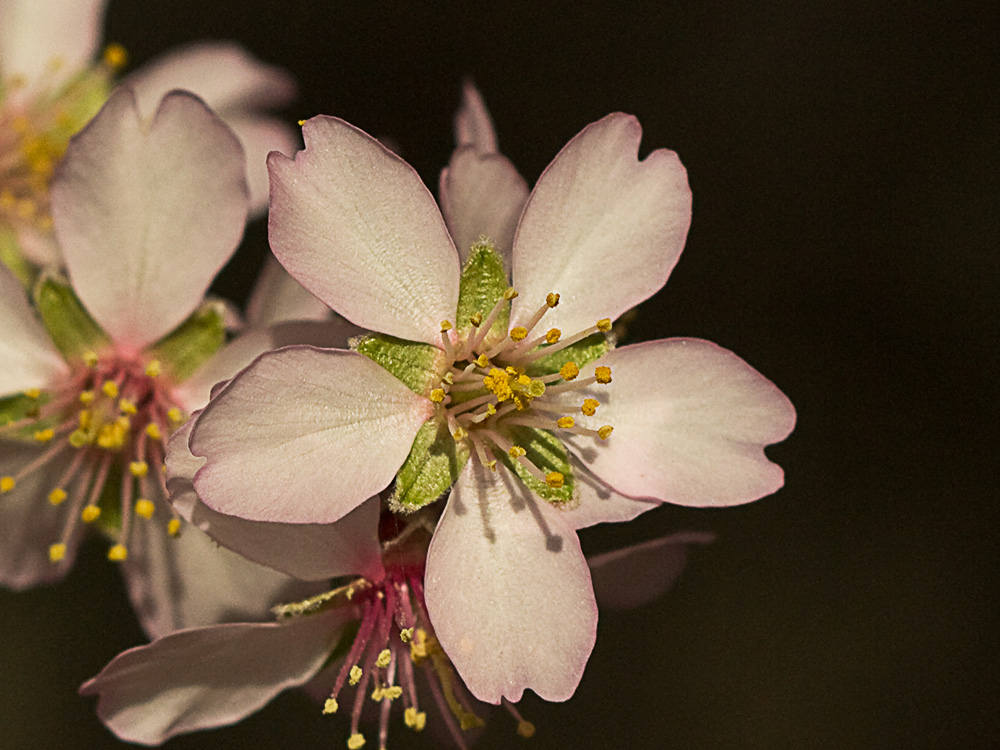 Flor del Almendro (Prunus amygdalus)