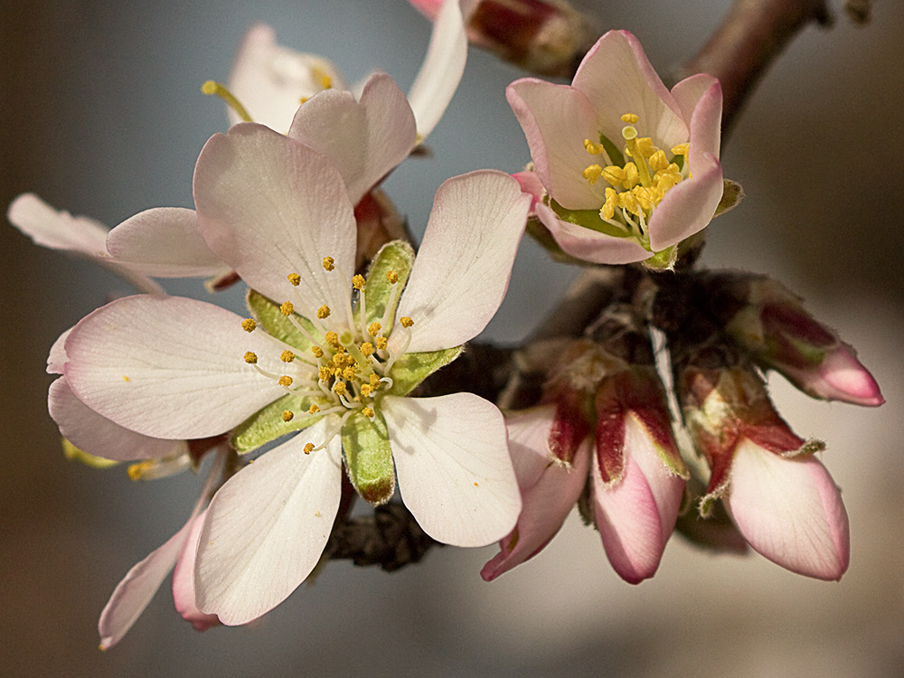 Flor del Almendro (Prunus amygdalus)