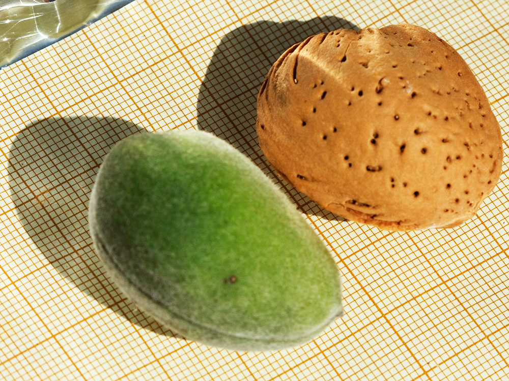 Almendruco y almendra seca del Almendro (Prunus amygdalus)