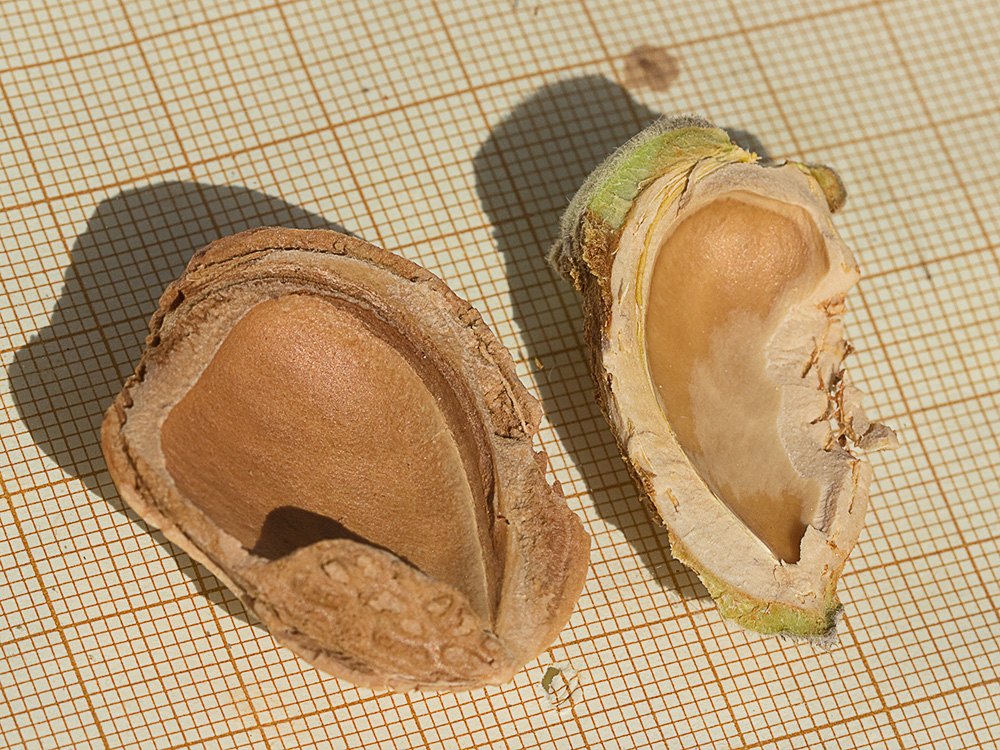 Cáscara del almendruco y de la almendra seca del Almendro (Prunus amygdalus)