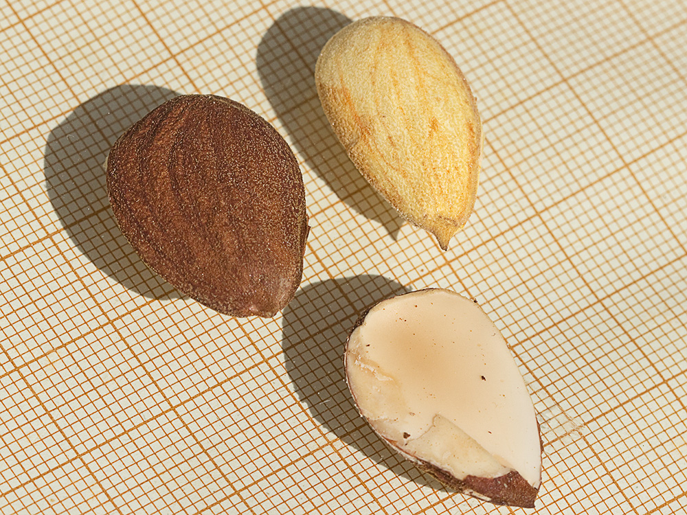 Almendras y almendruco del Almendro (Prunus amygdalus)