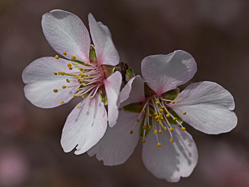 Flor del Almendro (Prunus amygdalus)