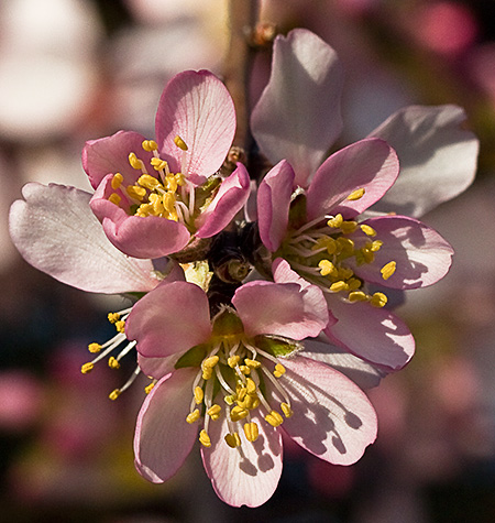 Floraci&oacute;n del Almendro (Prunus amygdalus)