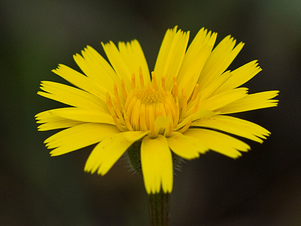 Almirón (Crepis capillaris)