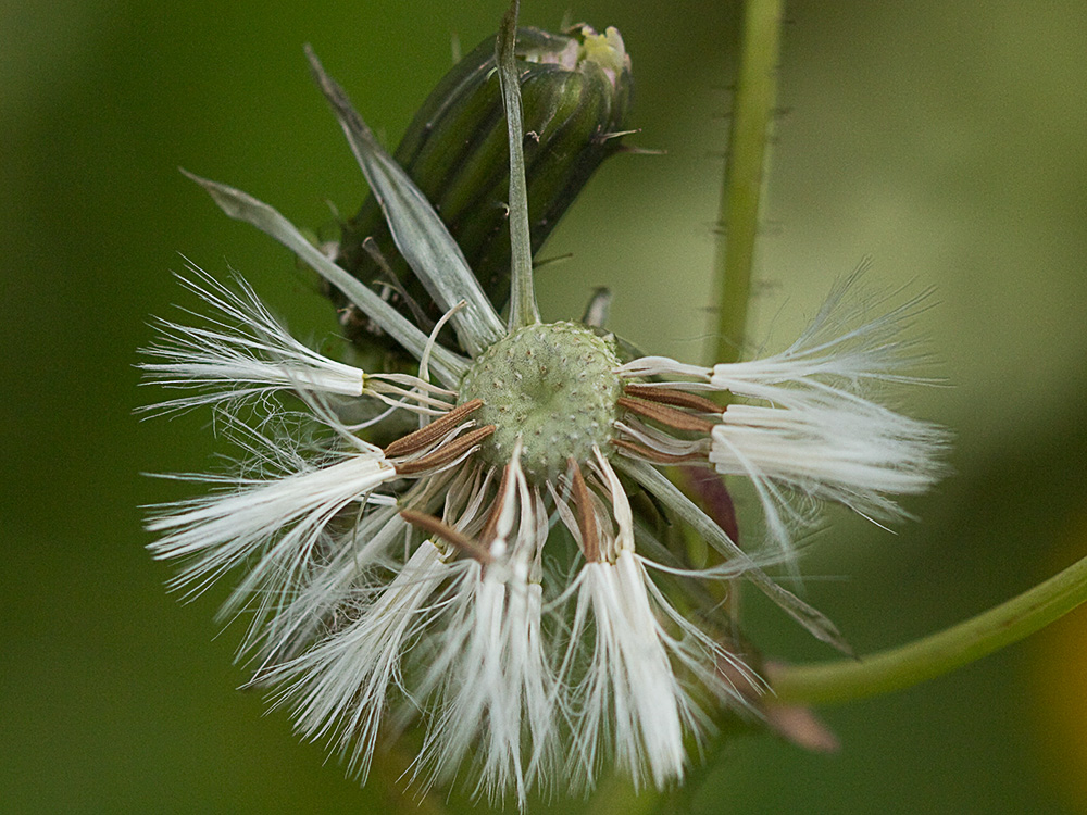 Almirón, vilano y fruto (Crepis capillaris)