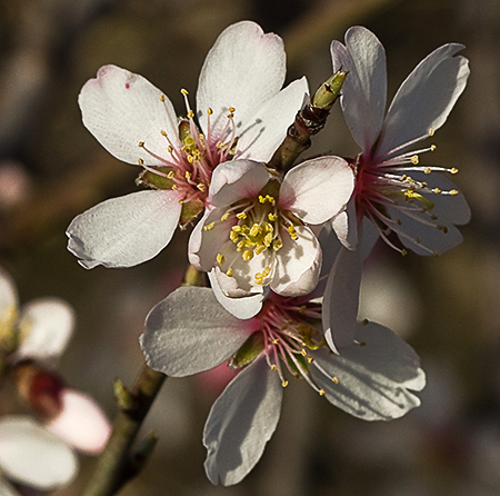 Flores del Almendro (Prunus amygdalus)