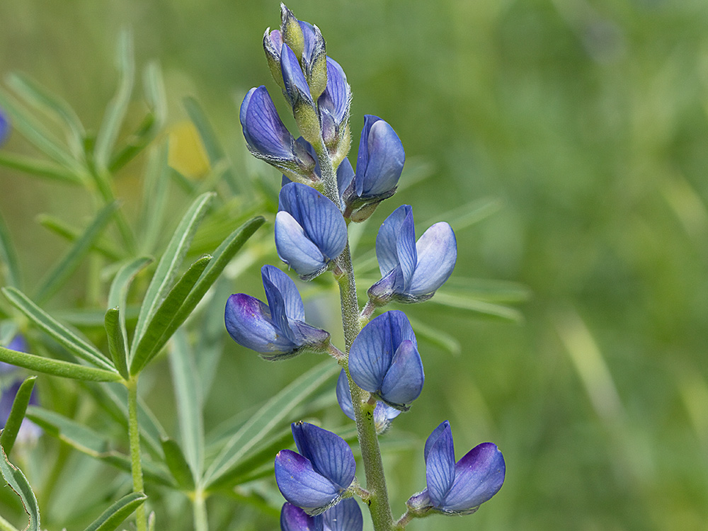 Altramuces azules (Lupinus angustifolius)
