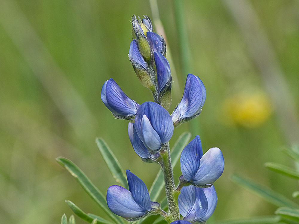 Altramuces azules (Lupinus angustifolius)