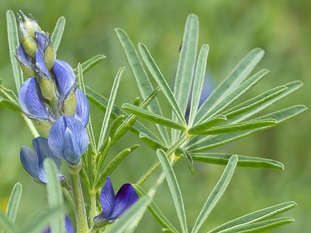 Altramuces azules (Lupinus angustifolius)