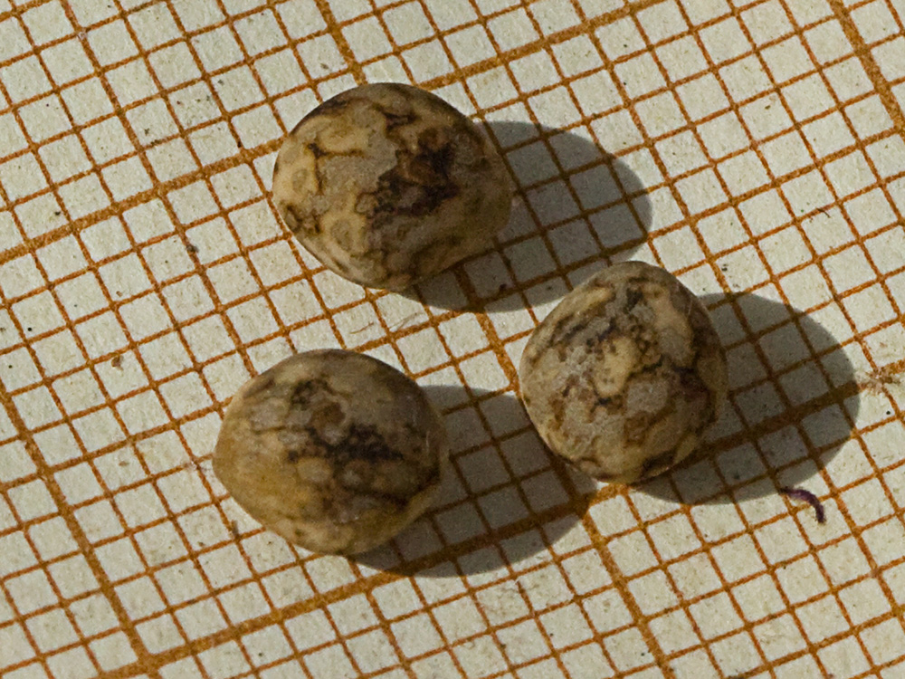 Semilla de Altramuces azules (Lupinus angustifolius)
