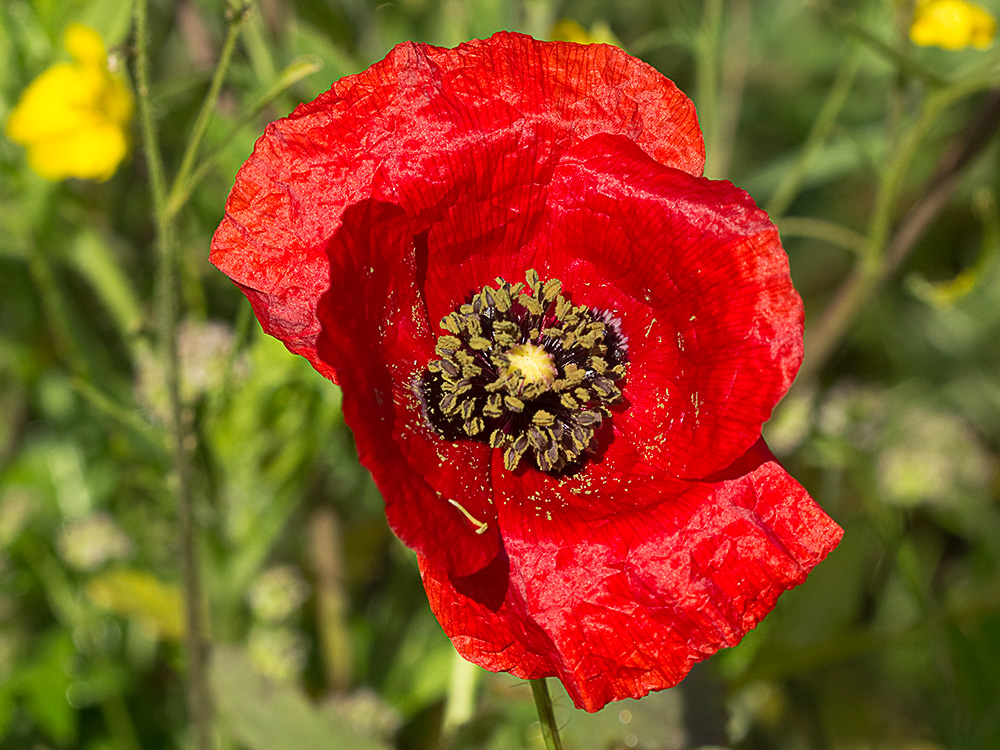 Flor de la amapola  (Papaver rhoeas)