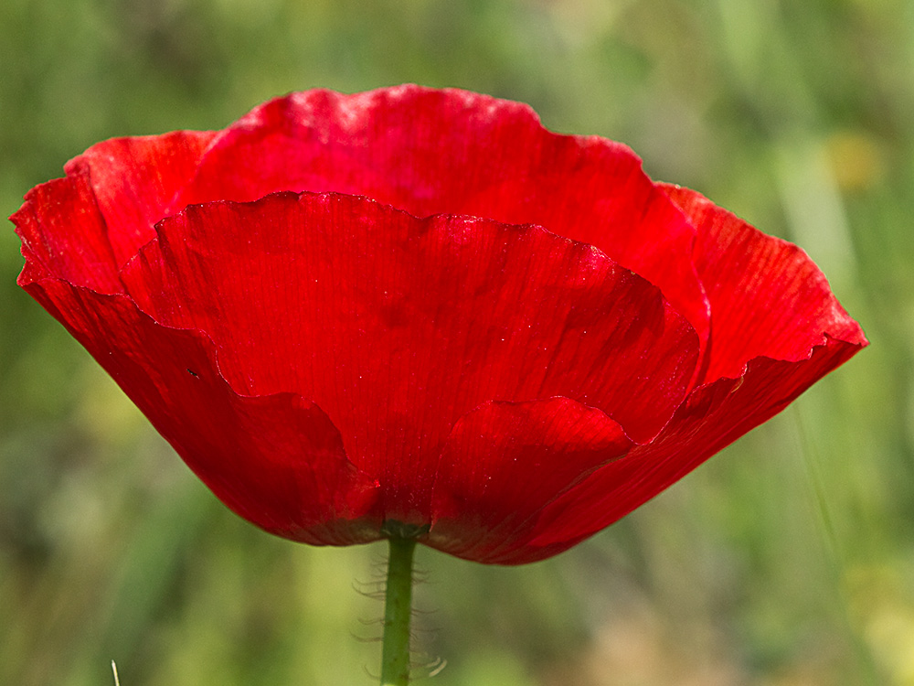 Flor de la amapola  (Papaver rhoeas)