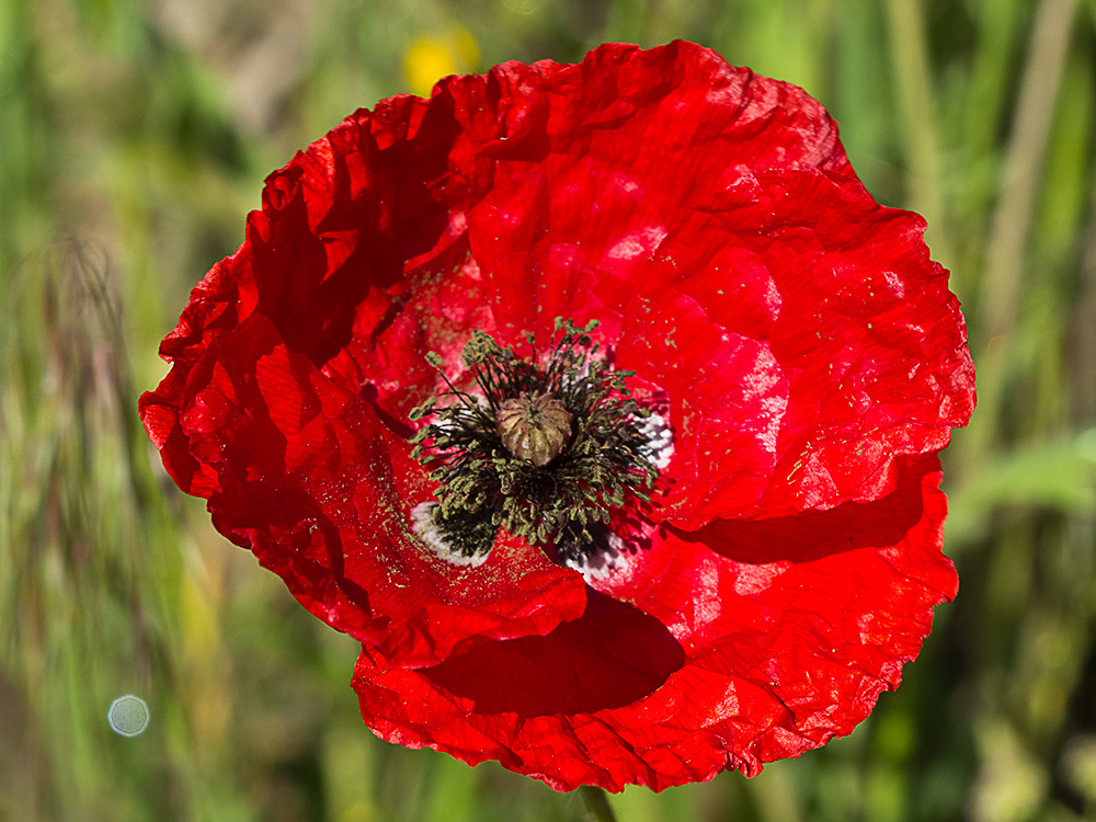Flor de la amapola  (Papaver rhoeas)