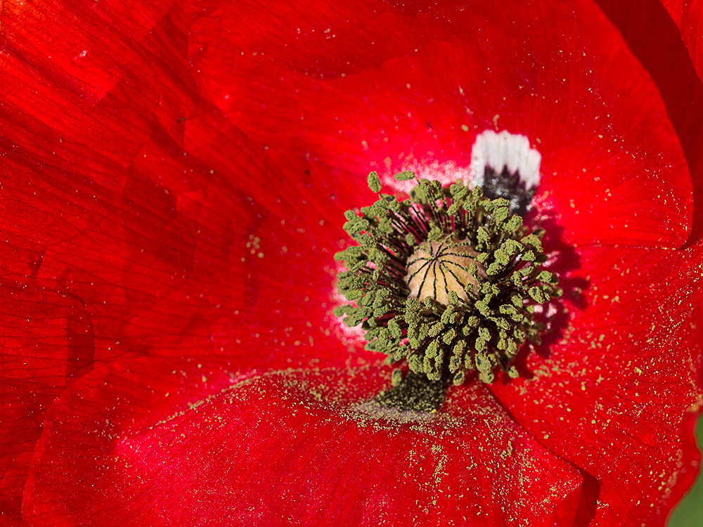 Flor de la amapola  (Papaver rhoeas)