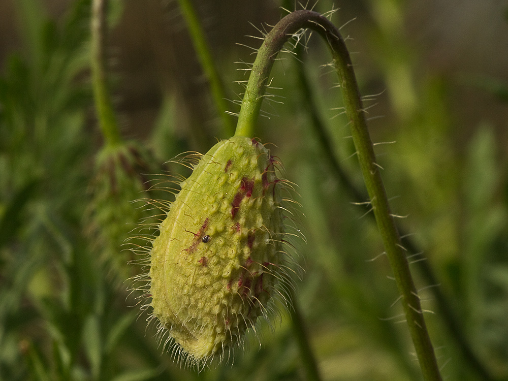 Capullo de la amapola  (Papaver rhoeas)