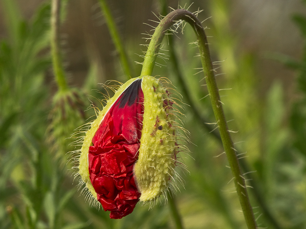Capullo de la amapola  (Papaver rhoeas)