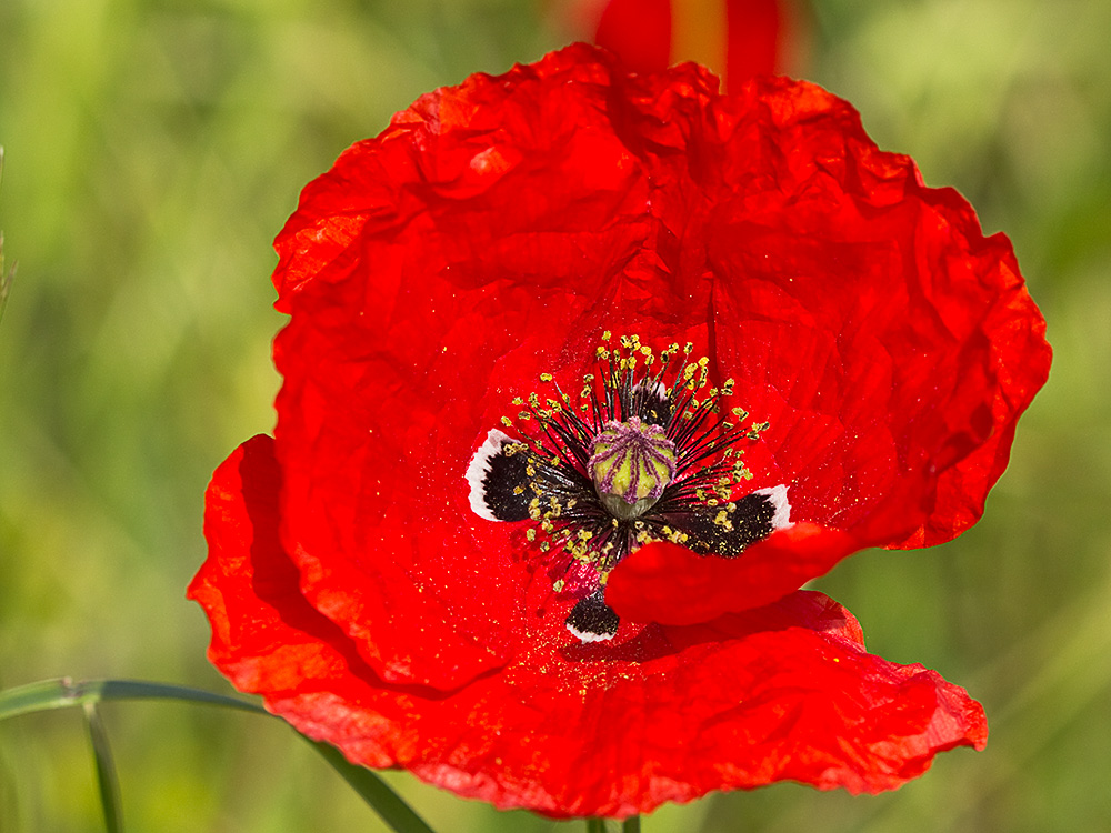 Flor de la amapola  (Papaver rhoeas)