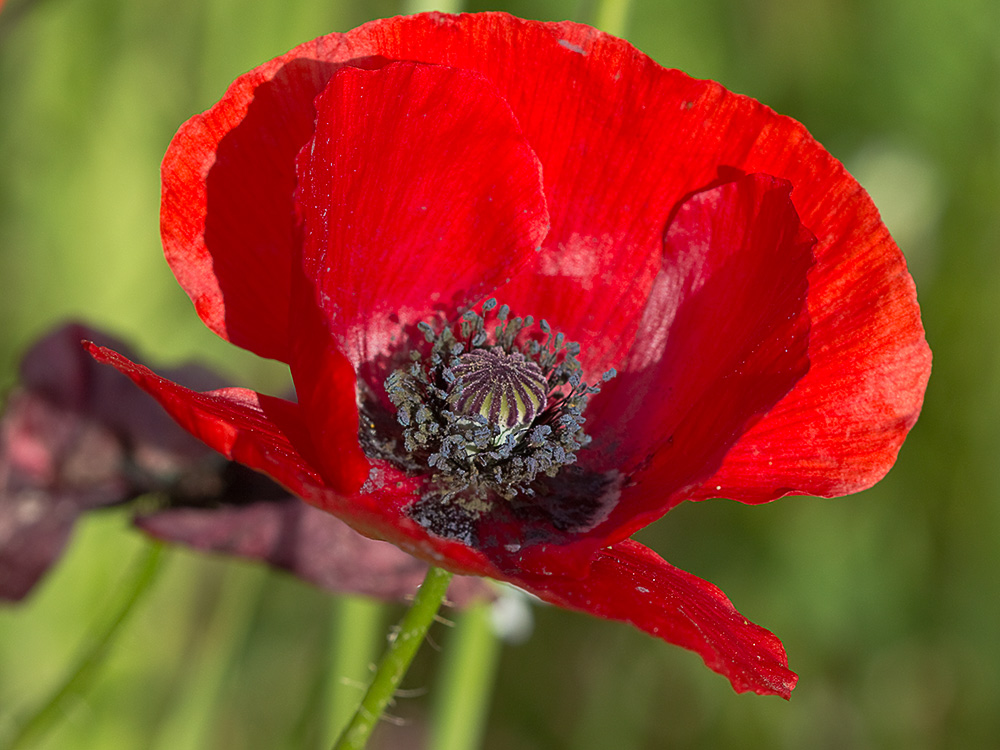 Flor de la amapola  (Papaver rhoeas)