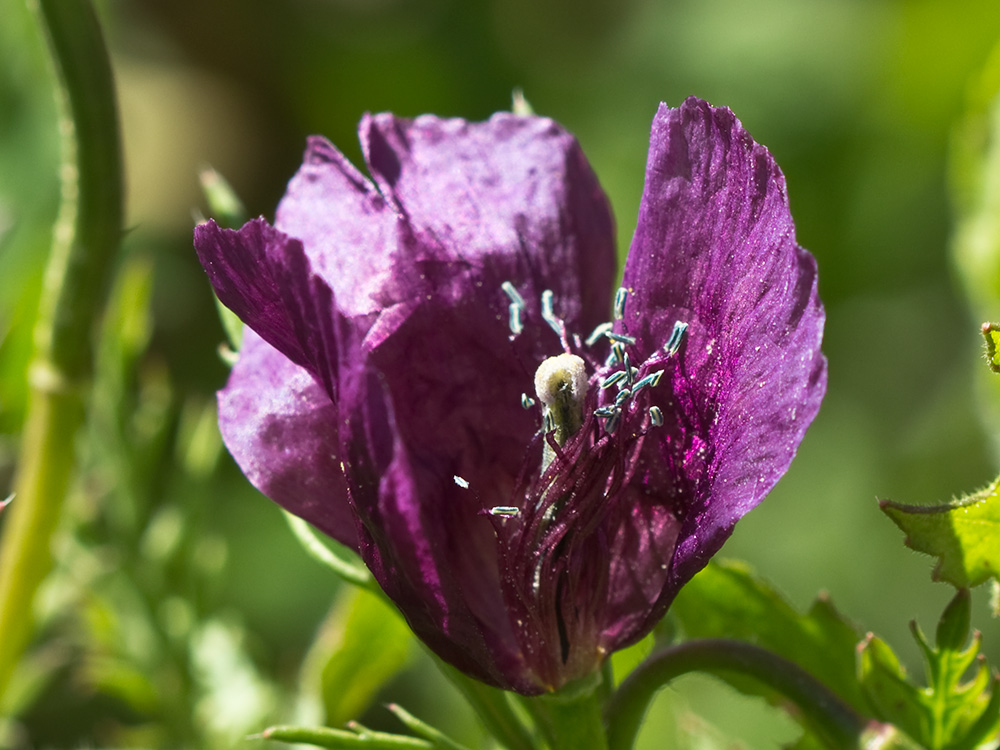 Amapola morada (Roemeria hybrida)