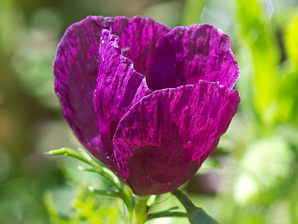Amapola morada (Roemeria hybrida)