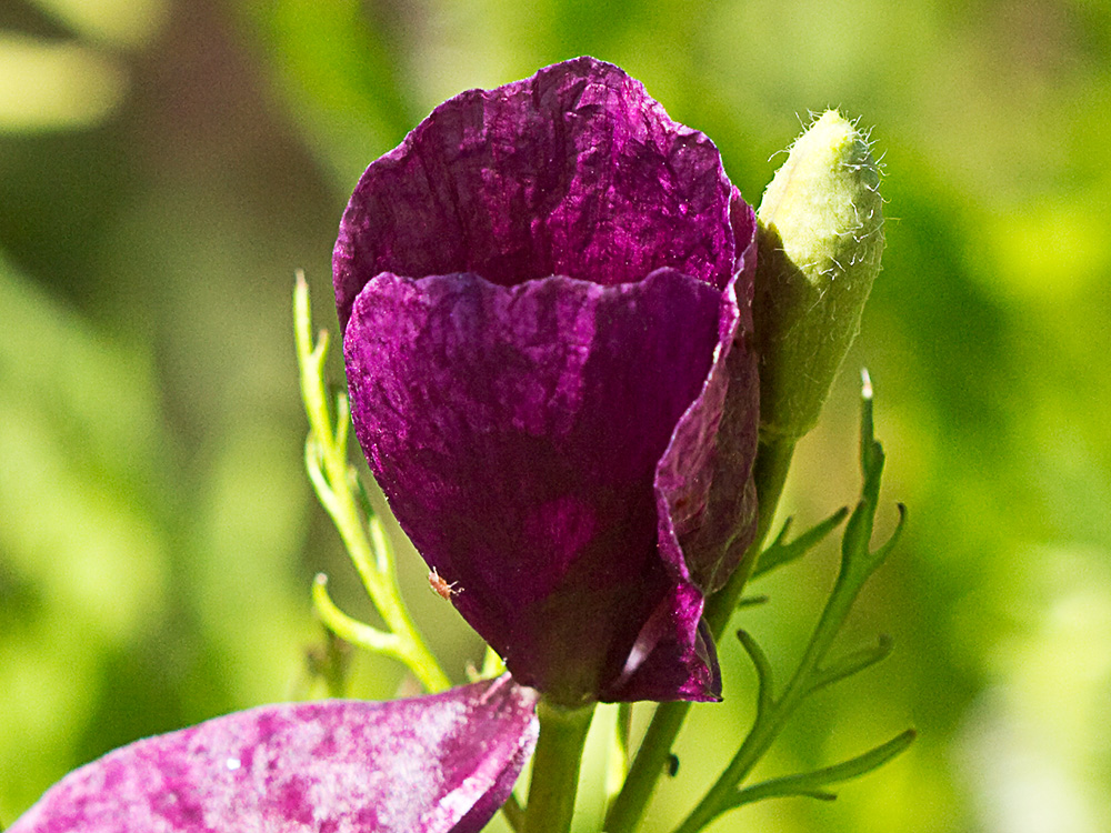 Amapola morada (Roemeria hybrida)
