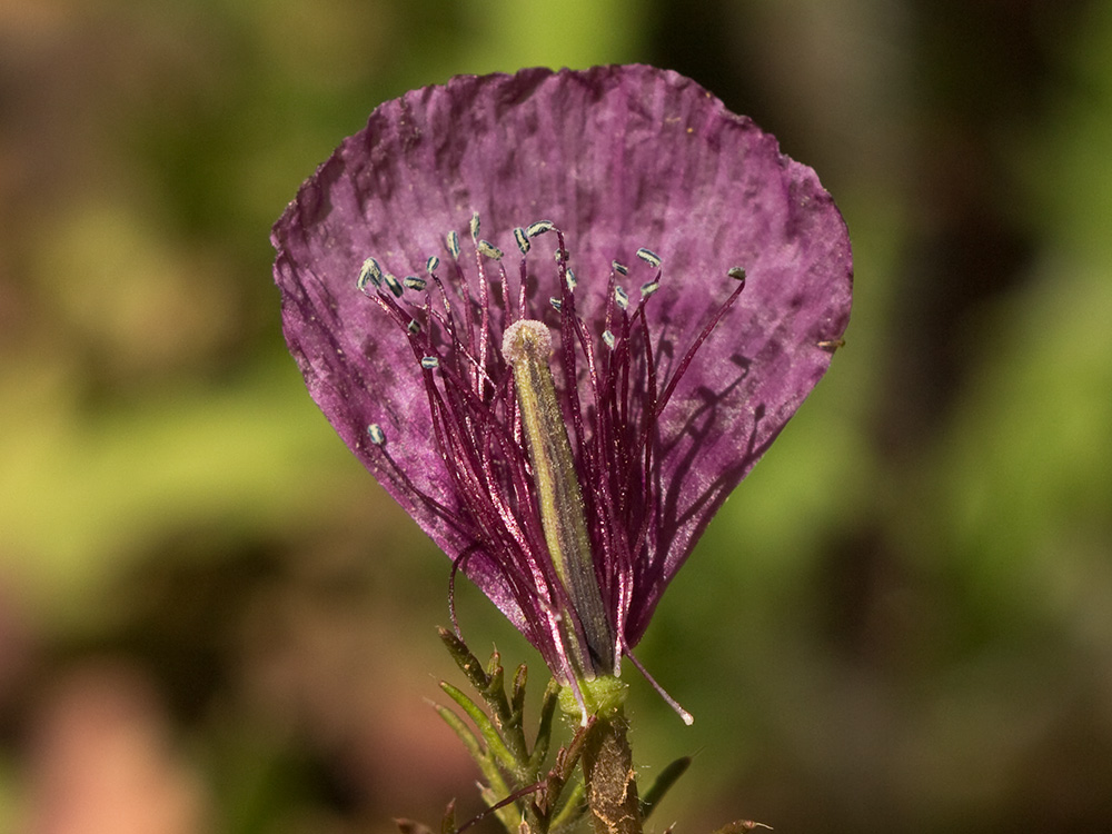 Amapola morada (Roemeria hybrida)