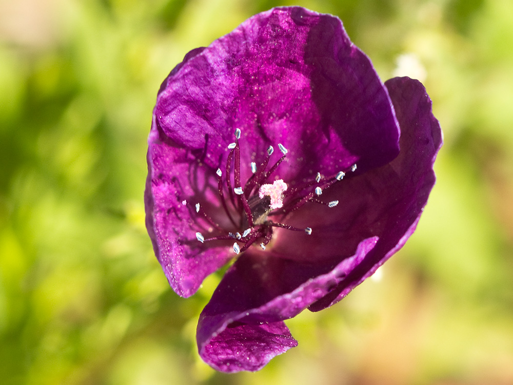 Amapola morada (Roemeria hybrida)