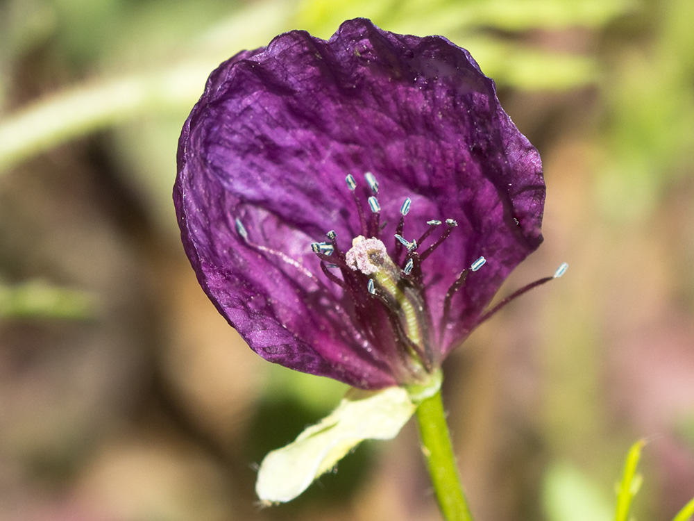 Amapola morada (Roemeria hybrida)