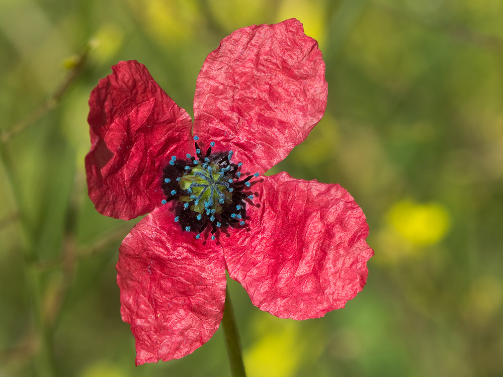 Papaver hybridum (amapola peluda)