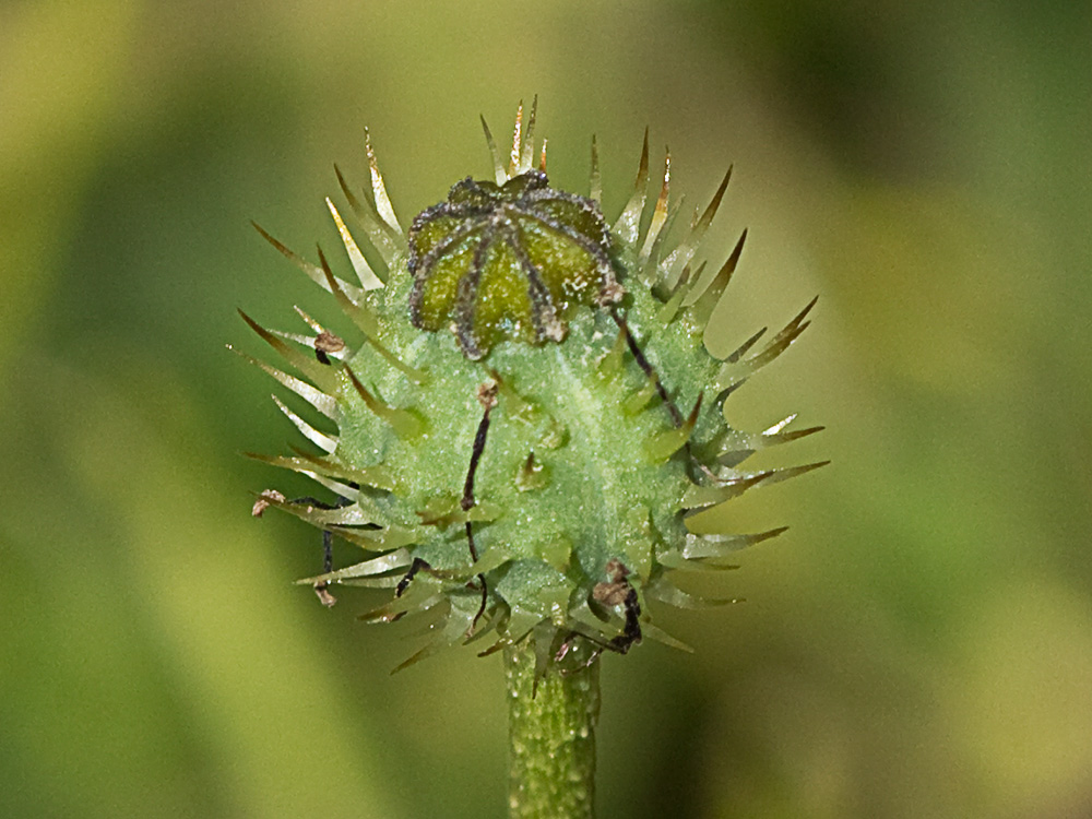 Papaver hybridum (amapola peluda)-8