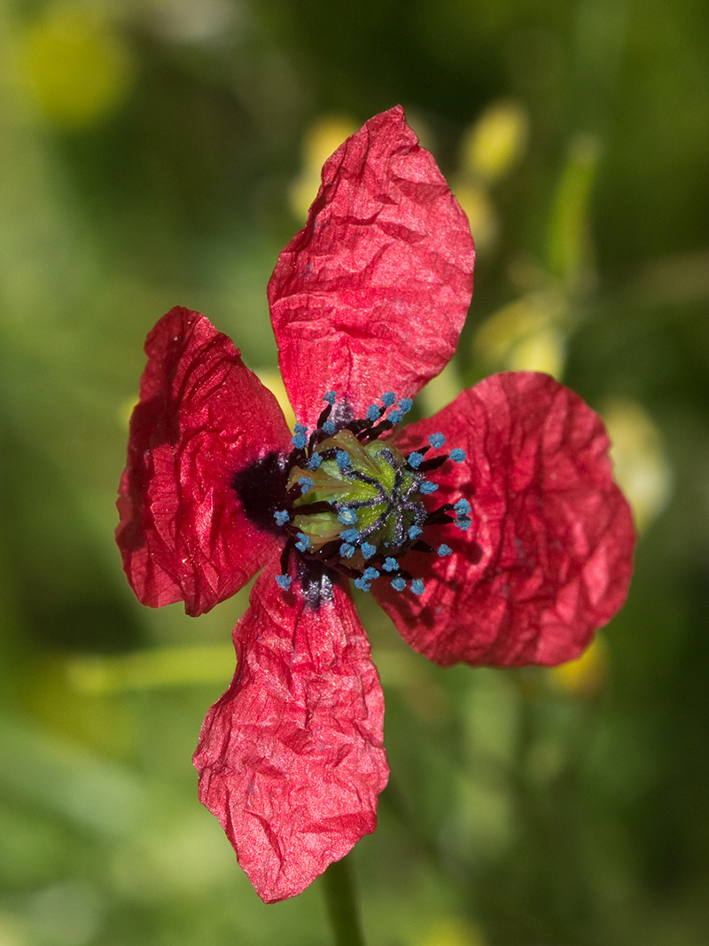 Papaver hybridum (amapola peluda)-11