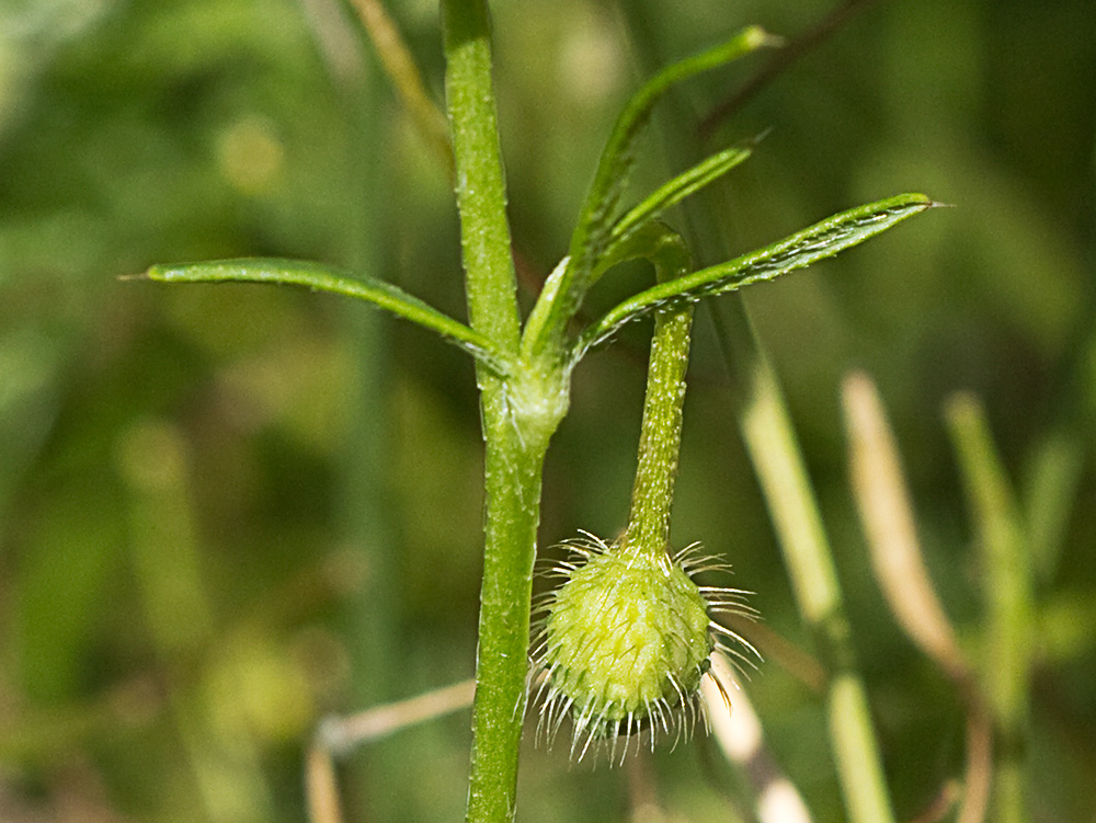 Papaver hybridum (amapola peluda)-12