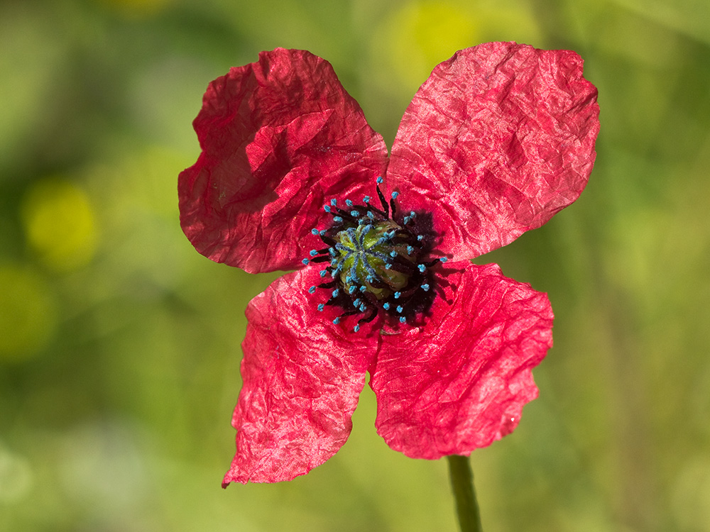 Papaver hybridum (amapola peluda)-13