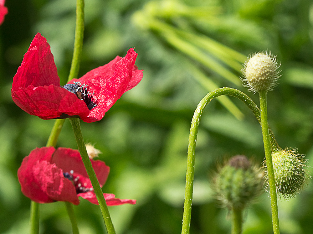 Papaver hybridum (amapola peluda)-14