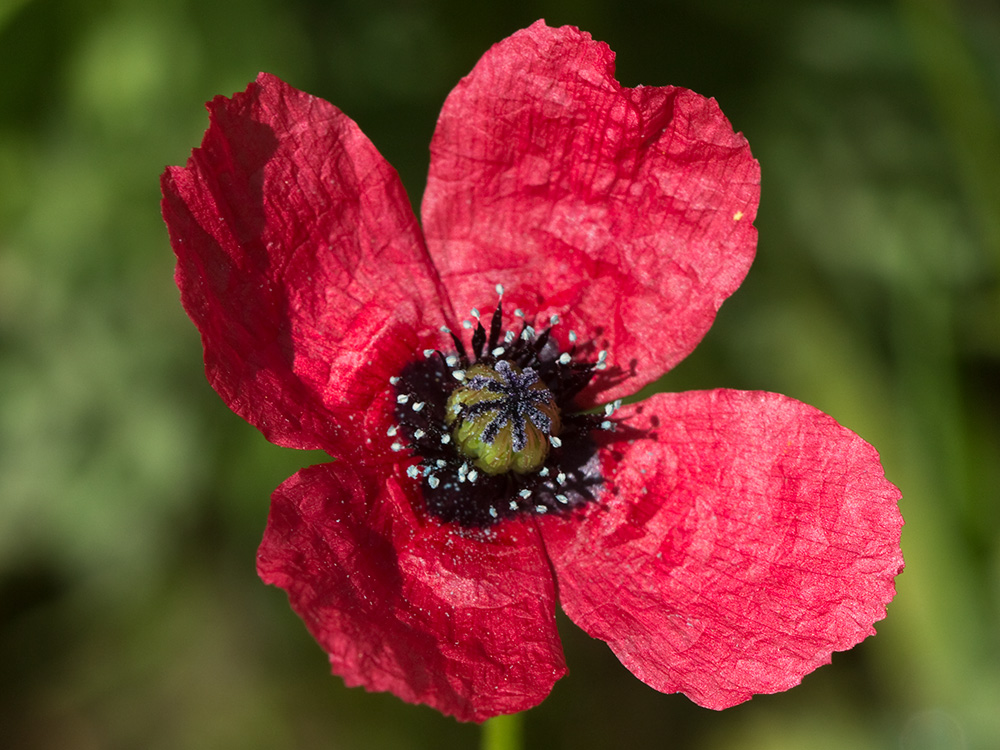 Papaver hybridum (amapola peluda)-15