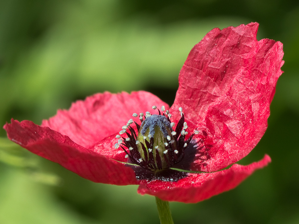 Papaver hybridum (amapola peluda)-16