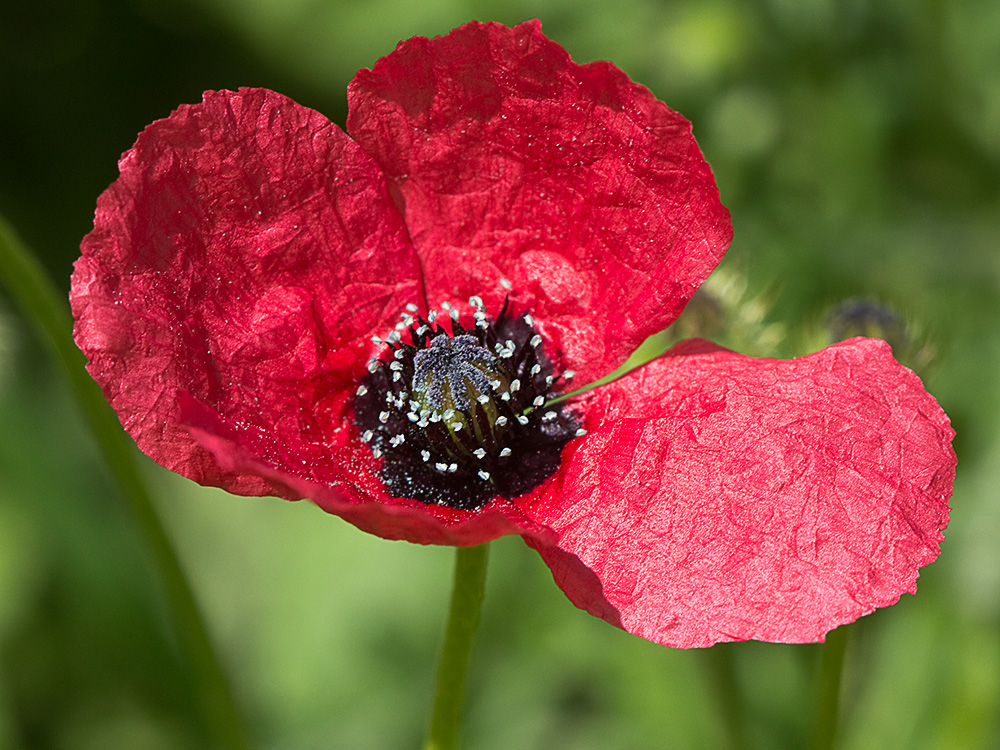 Papaver hybridum (amapola peluda)-17