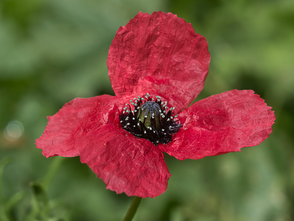 Papaver hybridum (amapola peluda)