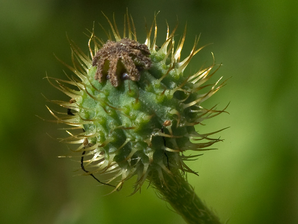 Papaver hybridum (amapola peluda)