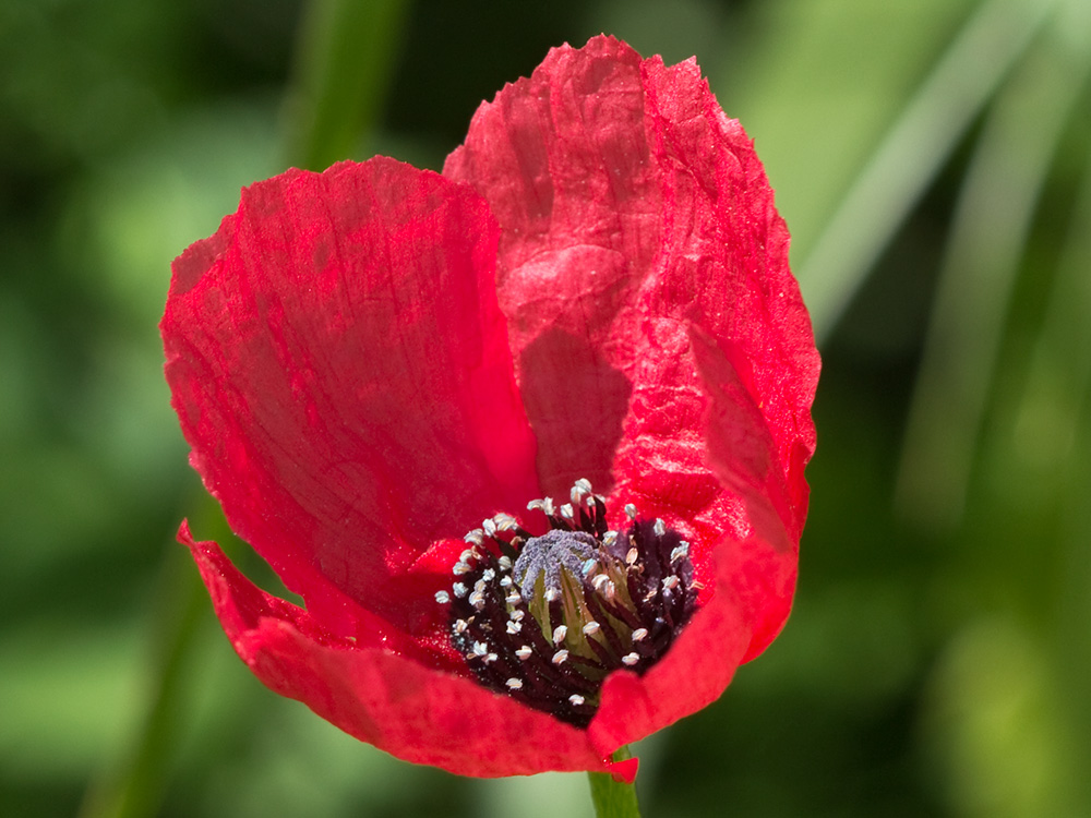 Papaver hybridum (amapola peluda)