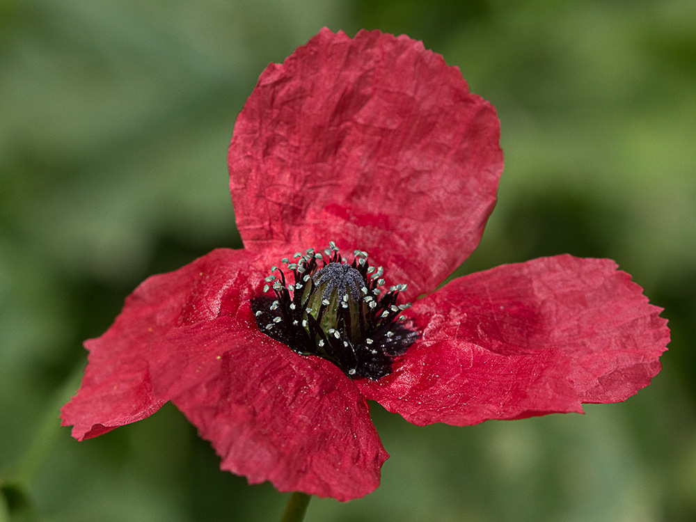 Papaver hybridum (amapola peluda)-2