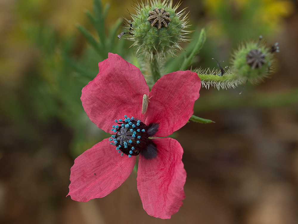 Papaver hybridum (amapola peluda)