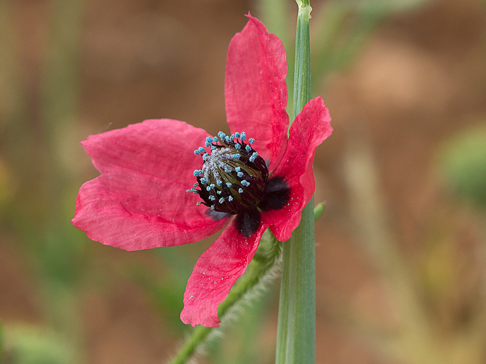 Papaver hybridum (amapola peluda)