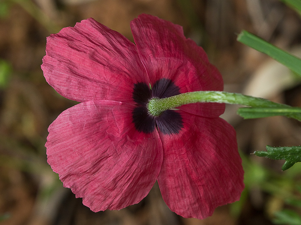 Papaver hybridum (amapola peluda)