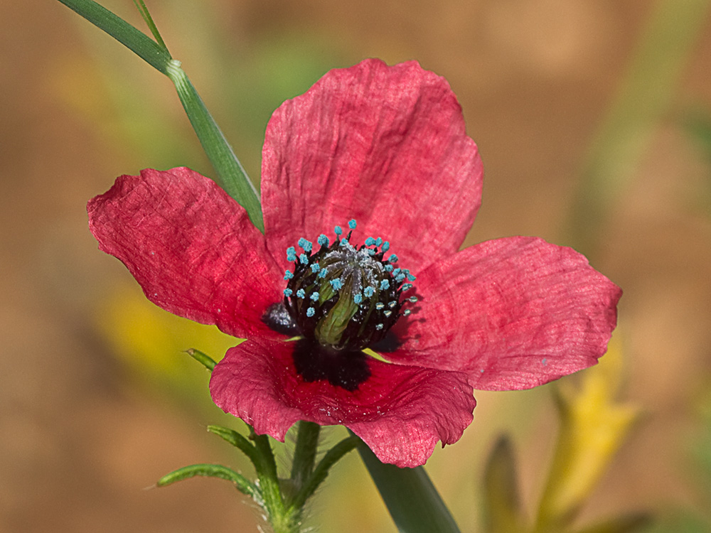 Papaver hybridum (amapola peluda)